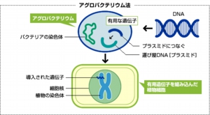 アグロバクテリウム法の図